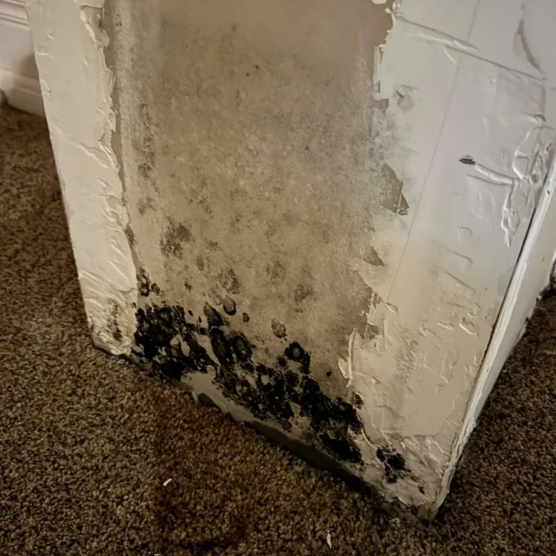 Professional Mold Removal in Kilgore, TX